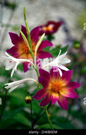 Watsonia borbonica subsp ardernei,Dahlia occhi luminosi,bianco,rosa,corallo fiori rosa,fiore,fioritura,fiore,fiore,Cape Horn Lily,pianta mista,fuori Foto Stock