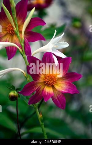 Watsonia borbonica subsp ardernei,Dahlia occhi luminosi,bianco,rosa,corallo fiori rosa,fiore,fioritura,fiore,fiore,Cape Horn Lily,pianta mista,fuori Foto Stock