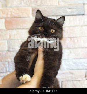 Bicolore marrone scuro scozzese diritto Highland gattino in mano, gatti a tema e gatti in casa, animali domestici le loro foto e la loro vita Foto Stock