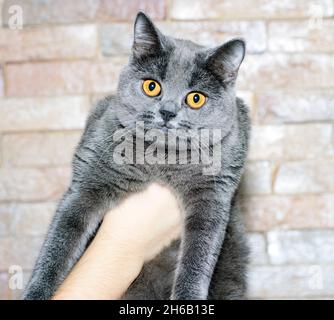 Giovane bello blu classico scozzese gatto nelle sue mani su un muro di mattoni sfondo, il tema dei gatti e gatti in casa, animali domestici le loro foto e thei Foto Stock