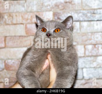 Scozzese bello colore gatto fawn nelle sue mani sullo sfondo di un muro di mattoni, il tema dei gatti e gatti in casa, animali domestici le loro foto e loro Foto Stock