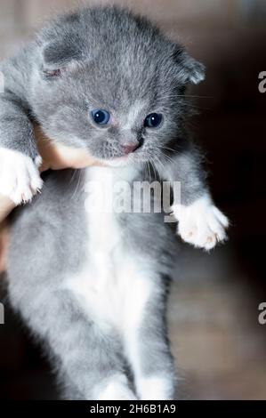 Piccolo gattino bicolore scozzese nelle mani, il tema dei gatti e gatti in casa, animali domestici le loro foto e la loro vita Foto Stock