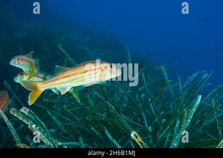 Triglie rosse a strisce (Mullus surmuletus) tra il prato Nettuno in Ses Salines Parco Naturale (Formentera, Mediterraneo, Spagna) Foto Stock