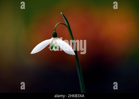 Galanthus reginae-olgae Tilebarn Jamie, goccia di neve, fiore, prima, bianco, fiori, bulbi, gocce di neve, primavera, fioritura, collezionisti, raro, galantophile, flusso di novembre Foto Stock