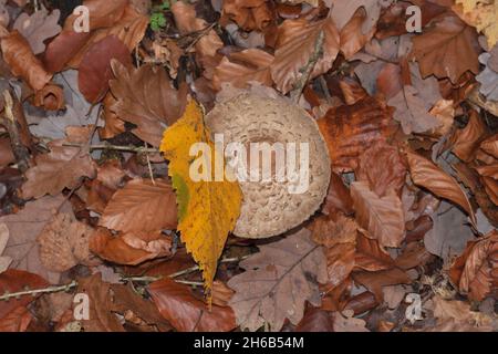 Fungo parasolo, Macrolepiota procera, Berlino, Germania Foto Stock