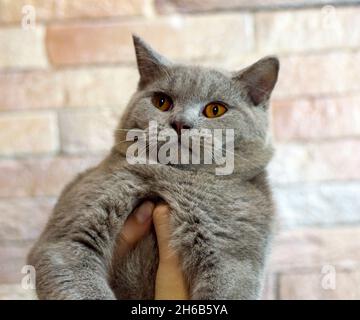 Scottish diritto bellissimo gatto di colore fawn nelle sue mani sullo sfondo di un muro di mattoni, il tema dei gatti e gatti in casa, animali domestici le loro foto Foto Stock