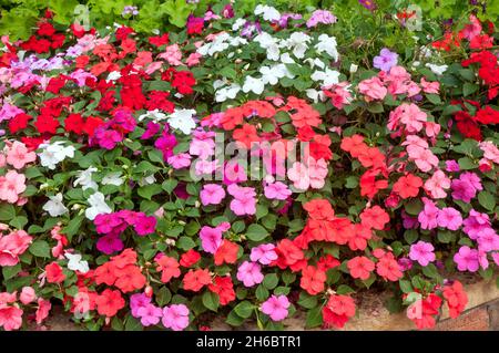 Impatiens affollava Lizzie un anno in colori misti di rosso rosa salmone arancio e bianco che crescono in un letto di fiori in estate. Foto Stock