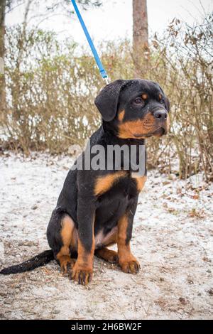 Un primo piano di un cucciolo Rottweiler nel parco invernale Foto Stock