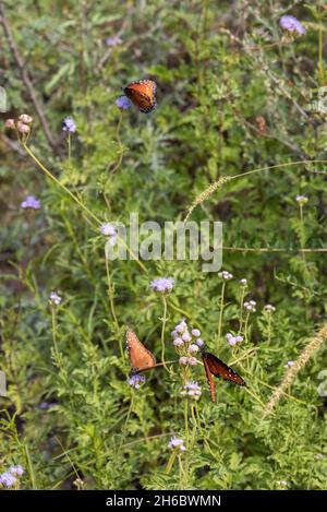 Bellissime farfalle Queen nel Big Bend National Park, USA Foto Stock