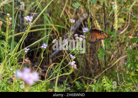 Bellissime farfalle Queen nel Big Bend National Park, USA Foto Stock