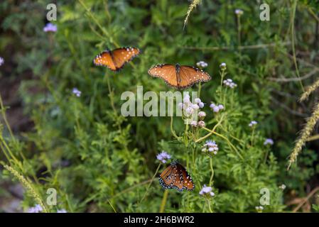 Bellissime farfalle Queen nel Big Bend National Park, USA Foto Stock