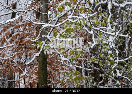 Nevicate anticipate su foglie e rami autunnali verdi e arancioni. Foto Stock