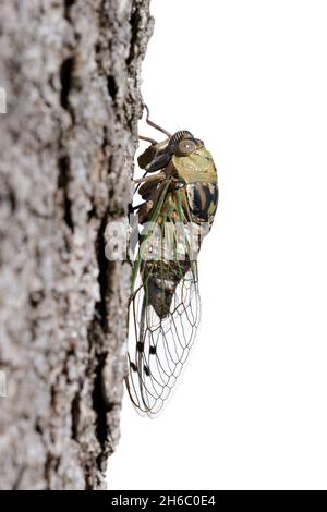 Resh cane-giorno cicada maschio (Megatibicen resh) su tronco d'albero, isolato su sfondo bianco, vista laterale Foto Stock