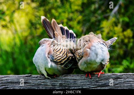 Due Ocyphaps di Pigeons Australiani crestati che si preannunciano su una rotaia di recinzione. Foto Stock