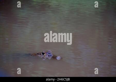 Un caimano si aggrade sotto la superficie nel Summit Municipal Park di Panama Foto Stock