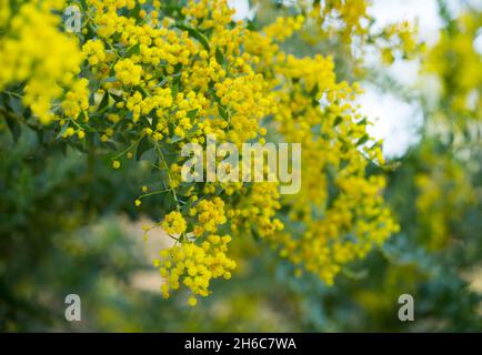 Australian acacia cultriformis luminose fiori gialli Foto Stock