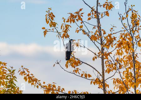 Raven sano visto in natura con stordimento, cappotto lucido e giallo, autunno, foglie d'autunno con sfondo cielo blu. Foto Stock