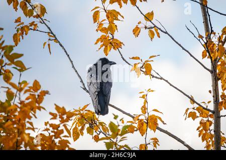 Elegante, nero corvo visto in selvaggio con sfondo giallo autunno e arancione nel nord del Canada. Foto Stock