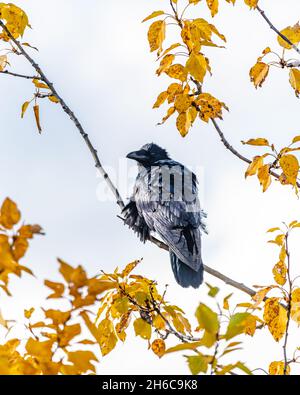 Raven sano visto in natura con stordimento, cappotto lucido e giallo, autunno, foglie d'autunno con sfondo cielo blu. Foto Stock