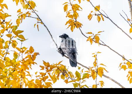 Raven sano visto in natura con stordimento, cappotto lucido e giallo, autunno, foglie d'autunno con sfondo cielo blu. Foto Stock