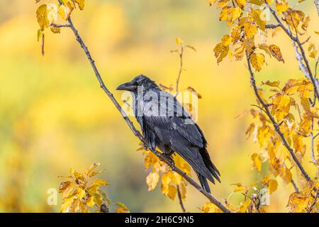 Corvo selvatico visto in autunno, nel nord del Canada. Sfondo giallo con uccello nero. Foto Stock