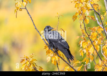 Corvo selvatico visto in autunno, nel nord del Canada. Sfondo giallo con uccello nero. Foto Stock