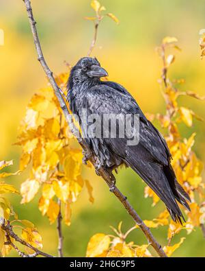 Raven sano visto in natura con stordimento, cappotto lucido e giallo, autunno, foglie d'autunno con sfondo cielo blu. Foto Stock