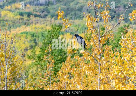 Corvo selvatico visto in autunno, nel nord del Canada. Sfondo giallo con uccello nero. Foto Stock