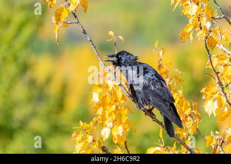 Elegante, nero corvo visto in selvaggio con sfondo giallo autunno e arancione nel nord del Canada. Foto Stock