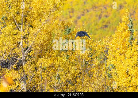 Corvo selvatico visto in autunno, nel nord del Canada. Sfondo giallo con uccello nero. Foto Stock