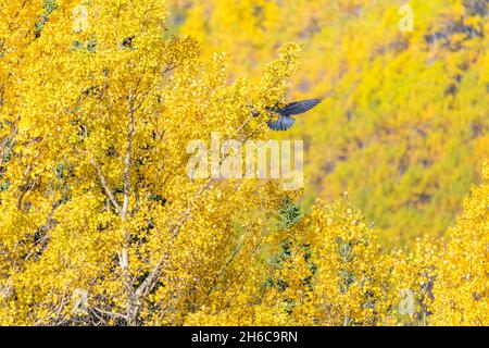 Elegante, curioso e bello nero corvo visto in natura con autunno, giallo autunno e arancio foglia sfondo. Foto Stock