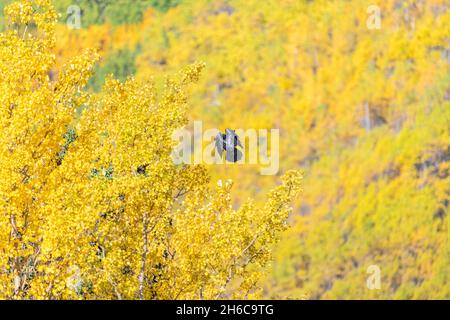 Elegante, curioso e bello nero corvo visto in natura con autunno, giallo autunno e arancio foglia sfondo. Foto Stock