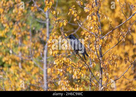 Elegante, curioso e bello nero corvo visto in natura con autunno, giallo autunno e arancio foglia sfondo. Foto Stock