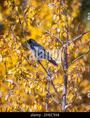 Elegante, curioso e bello nero corvo visto in natura con autunno, giallo autunno e arancio foglia sfondo. Foto Stock