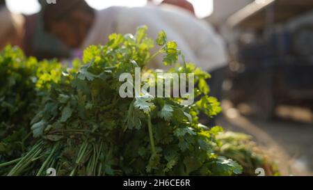 Fresco e fragrante: Un primo piano di vivaci foglie di coriandolo . Svelando la delicata bellezza del coriandolo fresco . Aromatic Herb Powerhouse. Foto Stock