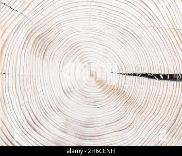 Vista dall'alto degli anelli annuali sul ceppo di vecchio albero. Texture di sfondo in legno Foto Stock