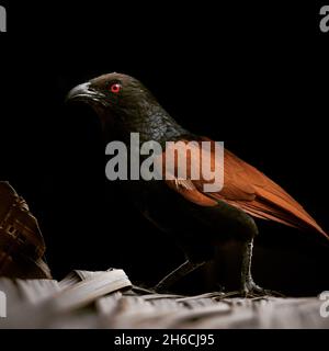 Un uccello fiammeggiante in un'ombra Foto Stock