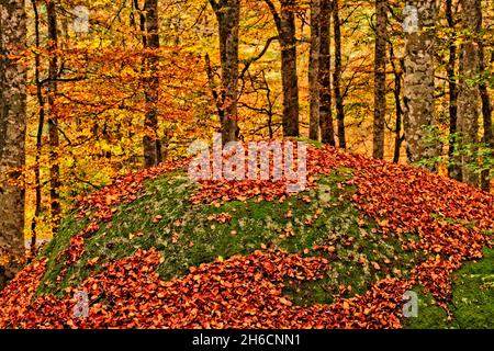 FRANCIA. LOZERE (48) AUBRAC. FORESTA DI ORE Foto Stock