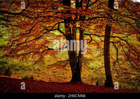 FRANCIA. LOZERE (48) AUBRAC. FORESTA DI ORE Foto Stock