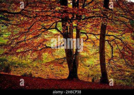 FRANCIA. LOZERE (48) AUBRAC. FORESTA DI ORE Foto Stock