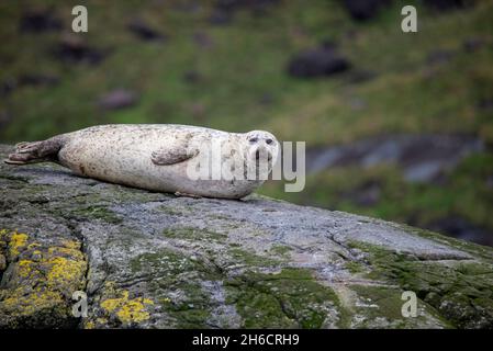 Un sigillo comune (noto anche come foche portuali, foche portuali) è stato trasportato sulle rocce, Isola di Skye, Scozia occidentale. Foto Stock