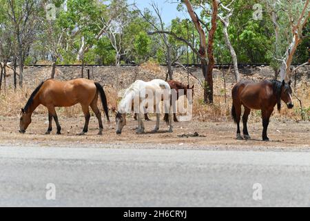 Cavallo di brumby selvatico (Equus ferus) mandria che vagano nei paesaggi del territorio del Nord, Australia. Foto Stock