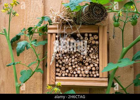 Insect Hotel circondato da piante di pomodoro Foto Stock