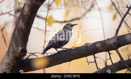 Bellissimo uccello il comune starling seduto su ramo d'albero su sfondo natura autunno Foto Stock