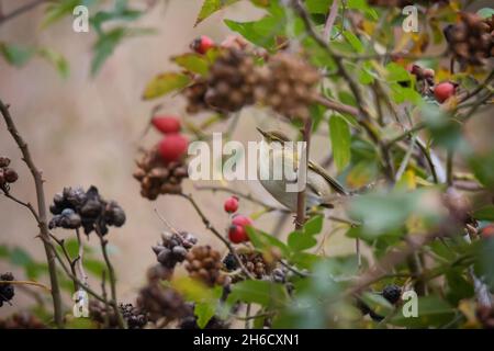 Bel uccello di chiffchaff comune (Phylloscopus collybita) seduta sul cespuglio autunnale sullo sfondo della natura Foto Stock