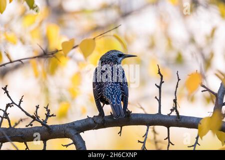 Bellissimo uccello il comune starling seduto su ramo d'albero su sfondo natura autunno Foto Stock