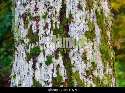 Corteccia di albero (particolare). Quercus robur forma fatigiata. Dawyck Botanic Gardens, Stobo, Scottish Borders, Scotland, Regno Unito, Europa. Foto Stock