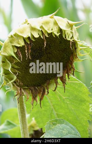 Un girasole appassito alla fine del periodo di fioritura Foto Stock
