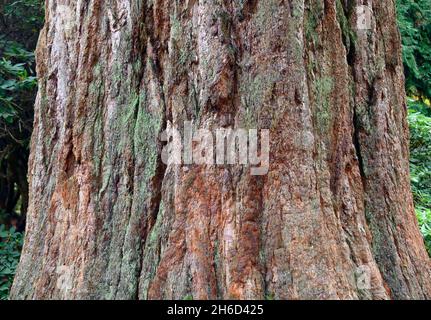 Corteccia di albero (particolare). Sequoia gigante (Sequoiadendron giganteum). Dawyck Botanic Gardens, Stobo, Scottish Borders, Scotland, Regno Unito, Europa. Foto Stock