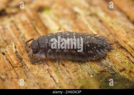 Primo piano su un comune woodlouse lucido, Osnicus assellus Foto Stock